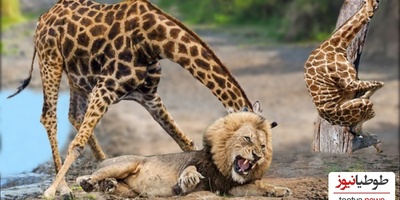 (ویدئو) مستندحیات وحش، راز بقا؛ این داستان: نبرد گله شیرهای وحشی برای شکار زرافه تنومند