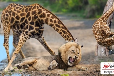 (ویدئو) مستندحیات وحش، راز بقا؛ این داستان: نبرد گله شیرهای وحشی برای شکار زرافه تنومند