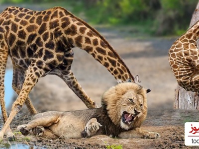 (ویدئو) مستندحیات وحش، راز بقا؛ این داستان: نبرد گله شیرهای وحشی برای شکار زرافه تنومند