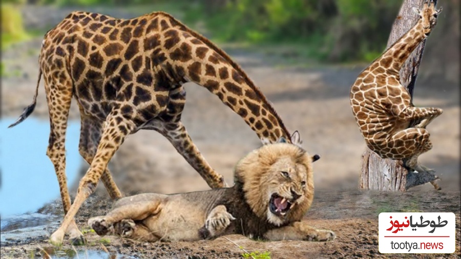 (ویدئو) مستندحیات وحش، راز بقا؛ این داستان: نبرد گله شیرهای وحشی برای شکار زرافه تنومند