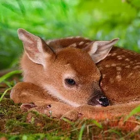 لحظات آموزش دیدن بچه آهو توسط مادرش برای گرفتن موقعیت مناسب در هنگام خطر/ باورتون میشه با فوت کردن به بچه اخطار میده!