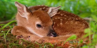 لحظات آموزش دیدن بچه آهو توسط مادرش برای گرفتن موقعیت مناسب در هنگام خطر/ باورتون میشه با فوت کردن به بچه اخطار میده!