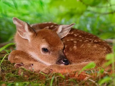 لحظات آموزش دیدن بچه آهو توسط مادرش برای گرفتن موقعیت مناسب در هنگام خطر/ باورتون میشه با فوت کردن به بچه اخطار میده!