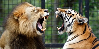 (ویدئو) مستند حیات وحش، راز بقا؛ این داستان: شیر و ببر در قفس به جان هم افتادند