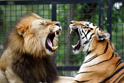 (ویدئو) مستند حیات وحش، راز بقا؛ این داستان: شیر و ببر در قفس به جان هم افتادند