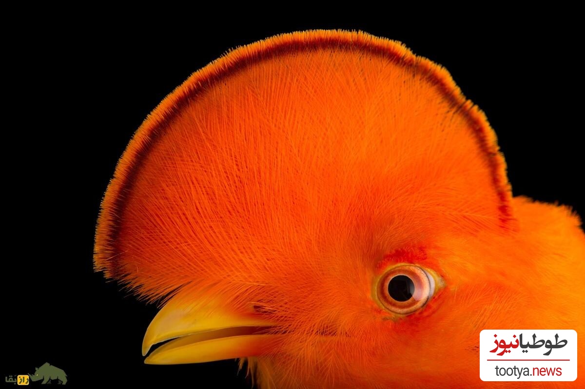 خروس صخره‌ای (Cock-of-the-rock)