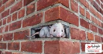 دیوار موش داره موشم گوش داره