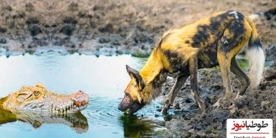 (ویدئو) مستند حیات وحش حیوانات/ راز بقا، نبرد تمساح و سگ نگهبان