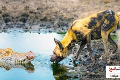 (ویدئو) مستند حیات وحش حیوانات/ راز بقا، نبرد تمساح و سگ نگهبان