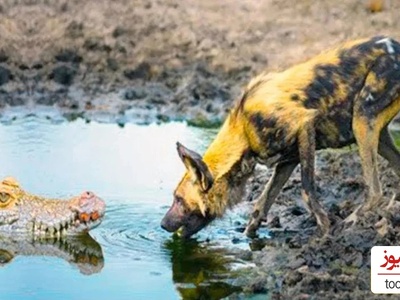 (ویدئو) مستند حیات وحش حیوانات/ راز بقا، نبرد تمساح و سگ نگهبان
