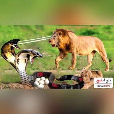 (ویدئو) مستند حیات وحش حیوانات/ راز بقا؛ نبرد نفس‌گیر مار کبرا و شیر