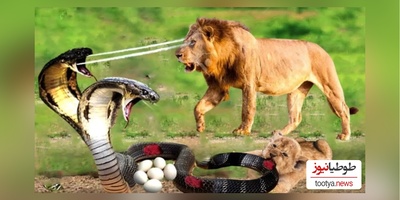 (ویدئو) مستند حیات وحش حیوانات/ راز بقا؛ نبرد نفس‌گیر مار کبرا و شیر