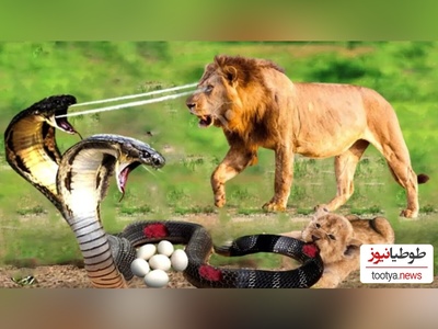 (ویدئو) مستند حیات وحش حیوانات/ راز بقا؛ نبرد نفس‌گیر مار کبرا و شیر