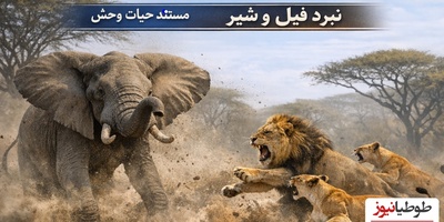 مستند قوی ترین حیوانات/ شیر بیچاره نمی‌دانست با چه غولی طرف است؛ واکنش خشمگینانه فیل شیرها را فراری داد