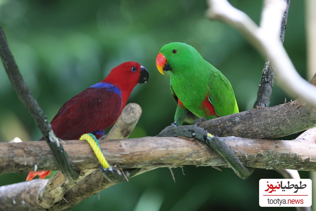 طوطی اکلکتوس