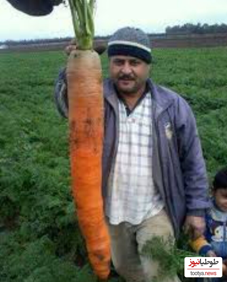 خلاقیت تحسین‌برانگیز و خنده‌دار"کشاورز تبریزی" در پیوند زدن درخت گردو حماسه آفرید