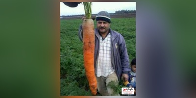 خلاقیت تحسین‌برانگیز و خنده‌دار"کشاورز تبریزی" در پیوند زدن درخت گردو حماسه آفرید