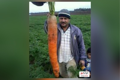 خلاقیت تحسین‌برانگیز و خنده‌دار"کشاورز تبریزی" در پیوند زدن درخت گردو حماسه آفرید