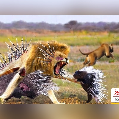 (ویدئو) مستند حیات وحش/ راز بقا، این داستان: جوجه تیغی، مار و شیرها