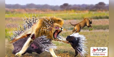 (ویدئو) مستند حیات وحش/ راز بقا، این داستان: جوجه تیغی، مار و شیرها