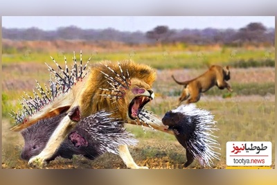 (ویدئو) مستند حیات وحش/ راز بقا، این داستان: جوجه تیغی، مار و شیرها