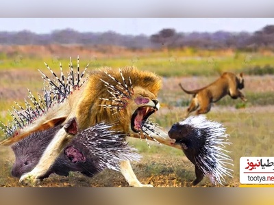 (ویدئو) مستند حیات وحش/ راز بقا، این داستان: جوجه تیغی، مار و شیرها