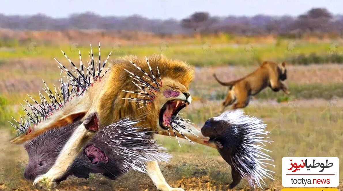 (ویدئو) مستند حیات وحش/ راز بقا، این داستان: جوجه تیغی، مار و شیرها