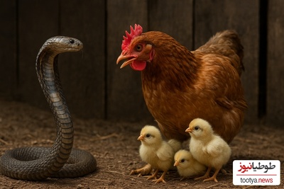 فیلم/ مستند حیات وحش حیوانات / نبرد مرغ با شاه کبرا