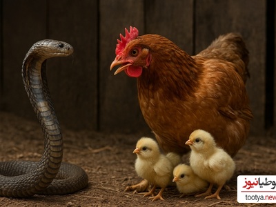 فیلم/ مستند حیات وحش حیوانات / نبرد مرغ با شاه کبرا