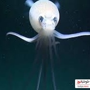 ترسناک‌ترین موجودی که تا به حال کشف شده! (مگناپینا)/ وحشت در اعماق تاریکی!