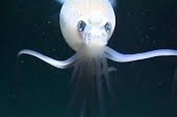 ترسناک‌ترین موجودی که تا به حال کشف شده! (مگناپینا)/ وحشت در اعماق تاریکی!