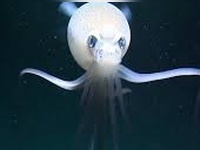 ترسناک‌ترین موجودی که تا به حال کشف شده! (مگناپینا)/ وحشت در اعماق تاریکی!