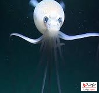 ترسناک‌ترین موجودی که تا به حال کشف شده! (مگناپینا)/ وحشت در اعماق تاریکی!