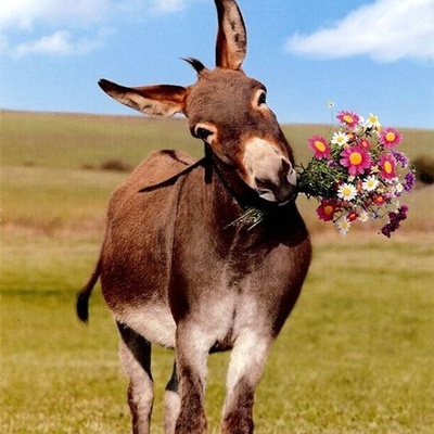 باورکردنی نیست؛ این الاغ از خودروهای لوکس هم گران‌تر است! + تصاویر نژاد پگا