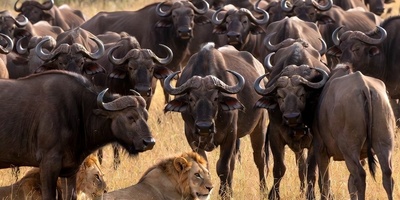 قانون جنگل؛ مستند حیات وحش/شکست شیرها در مقابل اتحاد دفاع گله گاومیش‌ها+فیلم