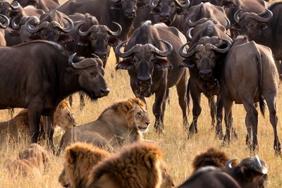 قانون جنگل؛ مستند حیات وحش/شکست شیرها در مقابل اتحاد دفاع گله گاومیش‌ها+فیلم