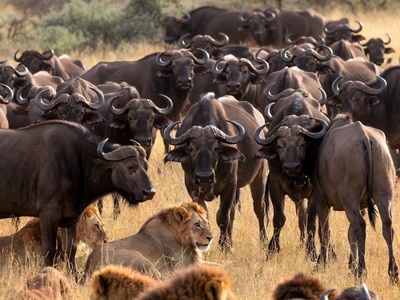 قانون جنگل؛ مستند حیات وحش/شکست شیرها در مقابل اتحاد دفاع گله گاومیش‌ها+فیلم