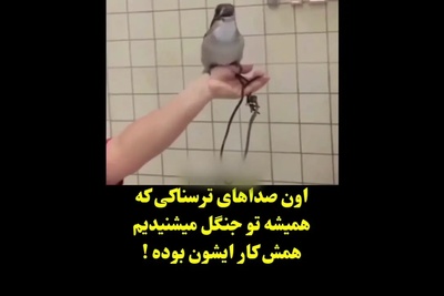 اون صداهای خنده ترسناکی که تو جنگل می شنوید کار این پرنده هست+ ویدو / تمام ترفند فیلم های ترسناک هالیوودی لو رفت😦