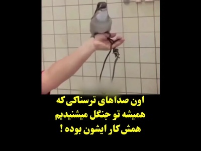 اون صداهای خنده ترسناکی که تو جنگل می شنوید کار این پرنده هست+ ویدو / تمام ترفند فیلم های ترسناک هالیوودی لو رفت😦