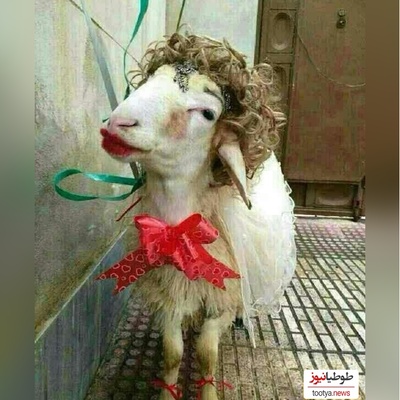 خلاقیت تحسین‌برانگیز و خنده‌دار "عروس تبریزی" درتزئین کله پاچه برای مادرشوهر/ 1000 آفرین به این ذهن پر از ایده و خلاق🤣