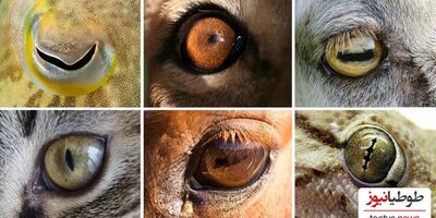 قوی ترین چشم را کدام حیوان دارد؟ | حیواناتی با قدرت بینایی خارق العاده