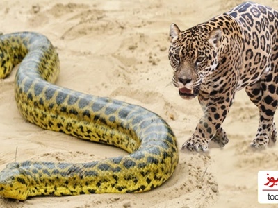 (ویدئو) مستند حیات وحش، راز بقا؛ شکار مار آناکوندا غول آسا توسط جگوار همه چیزخوار