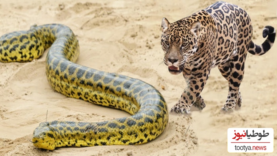 (ویدئو) مستند حیات وحش، راز بقا؛ شکار مار آناکوندا غول آسا توسط جگوار همه چیزخوار