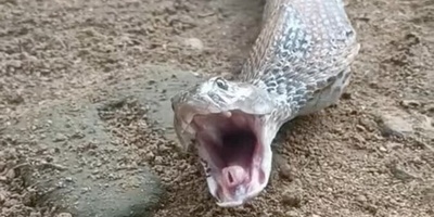 (ویدئو) واکنش چندش آور مار وقتی معدش پر هست و خودش رو توی خطر‌ میبینه !!🤢🤢