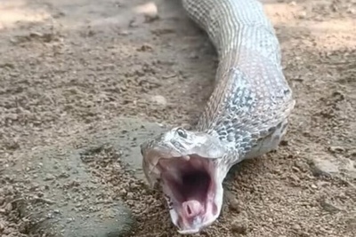 (ویدئو) واکنش چندش آور مار وقتی معدش پر هست و خودش رو توی خطر‌ میبینه !!🤢🤢