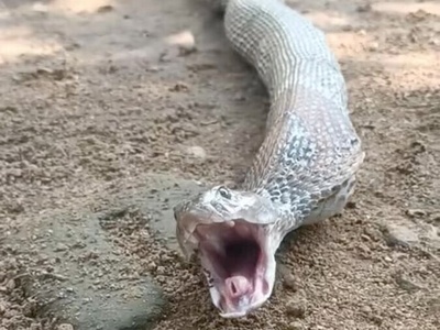 (ویدئو) واکنش چندش آور مار وقتی معدش پر هست و خودش رو توی خطر‌ میبینه !!🤢🤢