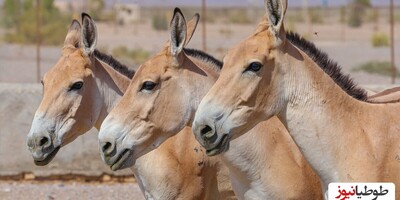 (ویدئو) آزیتا نادرترین حیوان ایرانی را به دنیا آورد!/باغ وحش چستر انگلیس تولد نادرترین گورخر دنیا را جشن گرفت