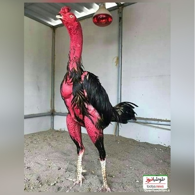 (ویدئو) مستند حیات وحش حیوانات/ راز بقا؛ این داستان: نبرد شگفت انگیز و باورنکردنی خروس لاری با گراز