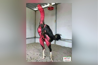 (ویدئو) مستند حیات وحش حیوانات/ راز بقا؛ این داستان: نبرد شگفت انگیز و باورنکردنی خروس لاری با گراز