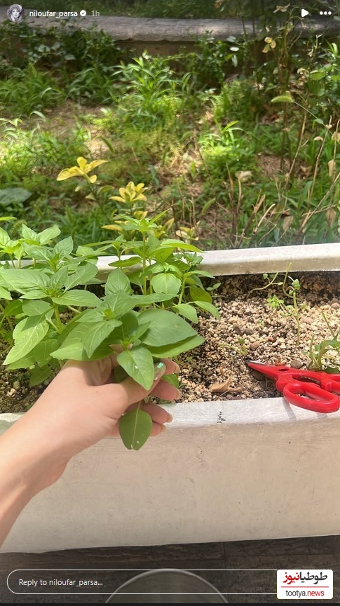 باغچه نیلوفر پارسا